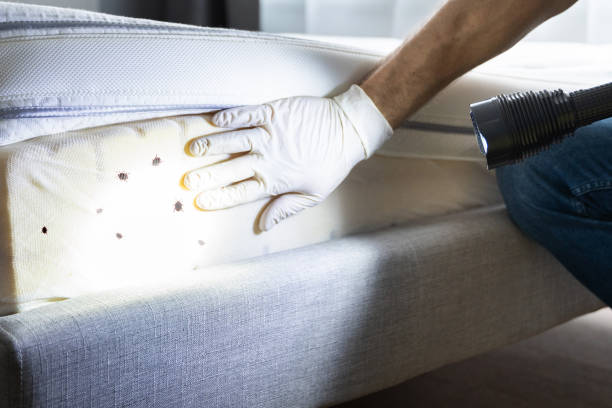Trusted Lakeland, FL Pest Control Experts